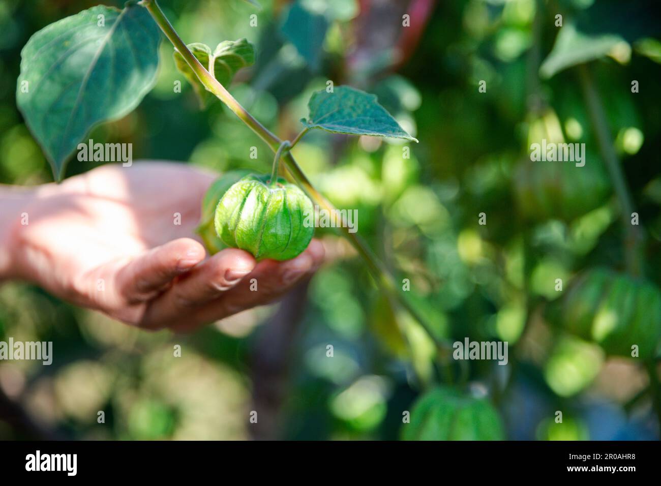 Stachelbeere auf dem Baum. Kleine Früchte haben einen einzigartigen Geruch und Geschmack. Cape Gooseberry ist eine Pflanze, die zur Familie der Auberginen gehört. Reich an Nährstoffen und Stockfoto