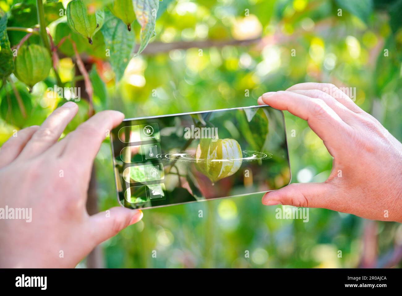 IoT, Internet der Dinge Moderne Landwirtschaft Konzept für intelligentes Landwirtschaftssystem. Internet-Technologie, die Geräte und Tools miteinander verbindet. Verwaltung digitaler Computer Stockfoto
