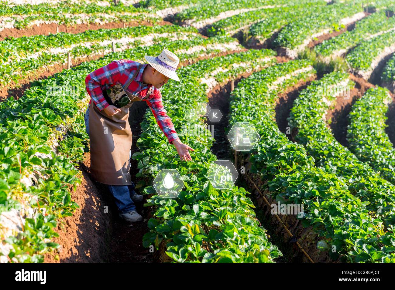 IoT, Internet der Dinge Moderne Landwirtschaft Konzept für intelligentes Landwirtschaftssystem. Internet-Technologie, die Geräte und Tools miteinander verbindet. Verwaltung digitaler Computer Stockfoto