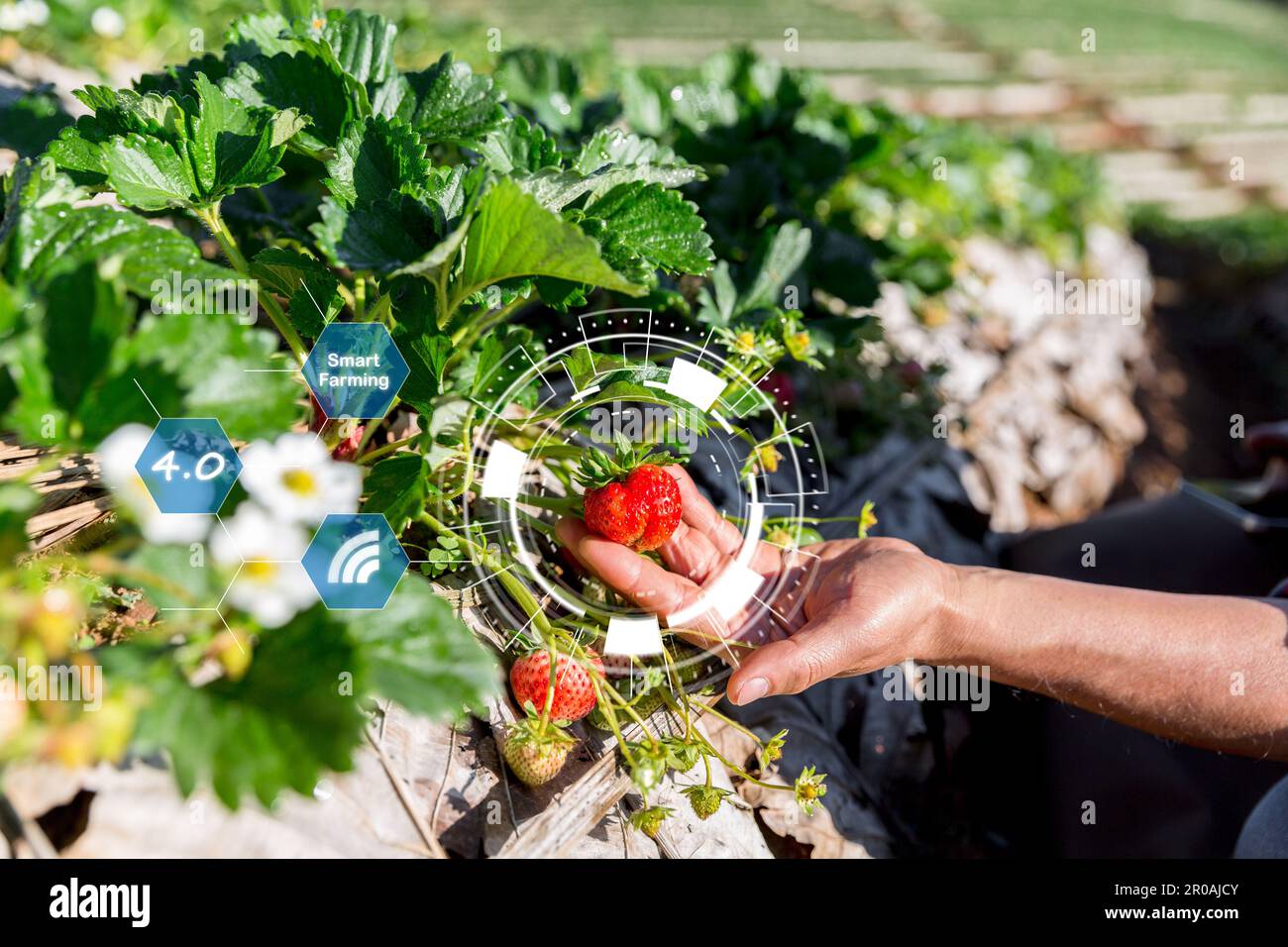 IoT, Internet der Dinge Moderne Landwirtschaft Konzept für intelligentes Landwirtschaftssystem. Internet-Technologie, die Geräte und Tools miteinander verbindet. Verwaltung digitaler Computer Stockfoto