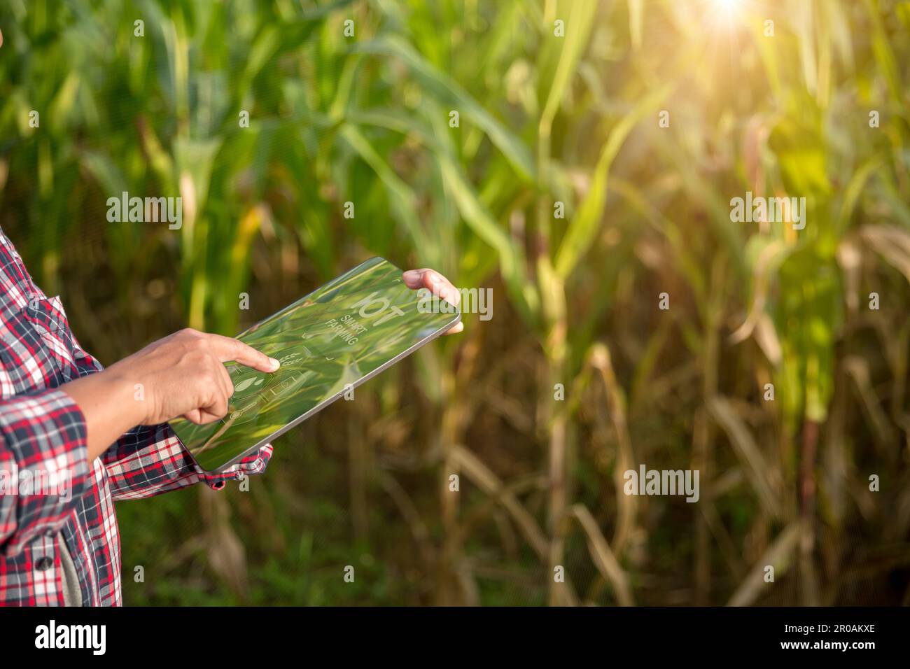 Landwirt im Maisfeld mit einem digitalen Tablet für intelligente Landwirtschaft. Innovationstechnologie für ein intelligentes Landwirtschaftssystem, Landwirtschaftsmanagement. Konzept von Smart FAR Stockfoto