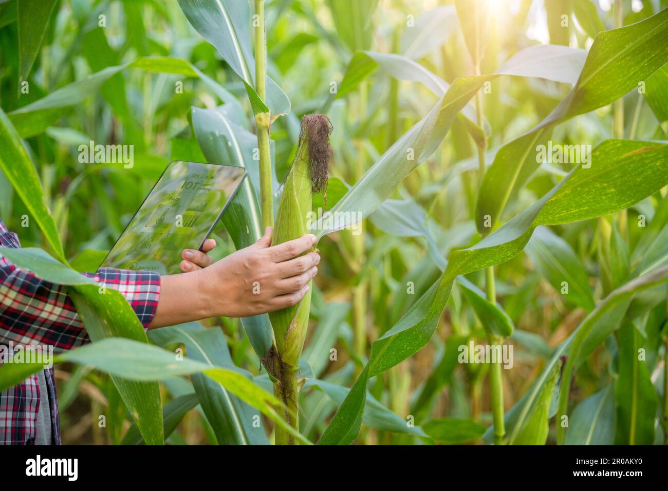 Landwirt im Maisfeld mit einem digitalen Tablet für intelligente Landwirtschaft. Innovationstechnologie für ein intelligentes Landwirtschaftssystem, Landwirtschaftsmanagement. Konzept von Smart FAR Stockfoto