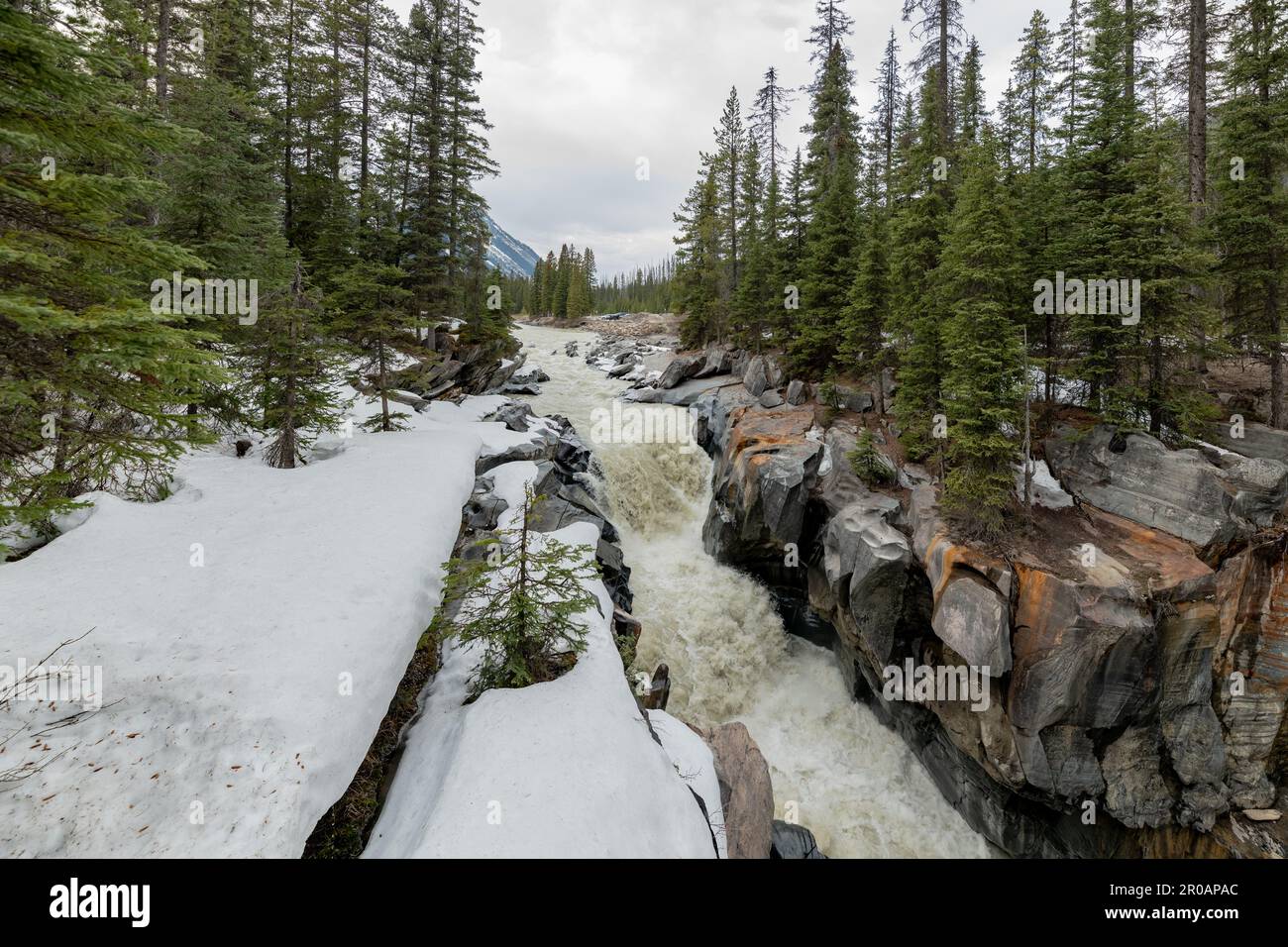 NUMA Falls im Frühling in der Nähe des Banff National Park mit einem wunderschönen Wasserfall, der durch die unberührte natürliche Wildnis in British Columbia fließt. Stockfoto