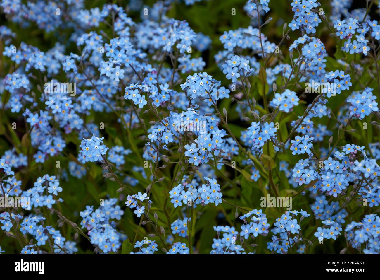 Das Bild des pflanzlichen Hintergrunds von Myosotis alpestris Stockfoto