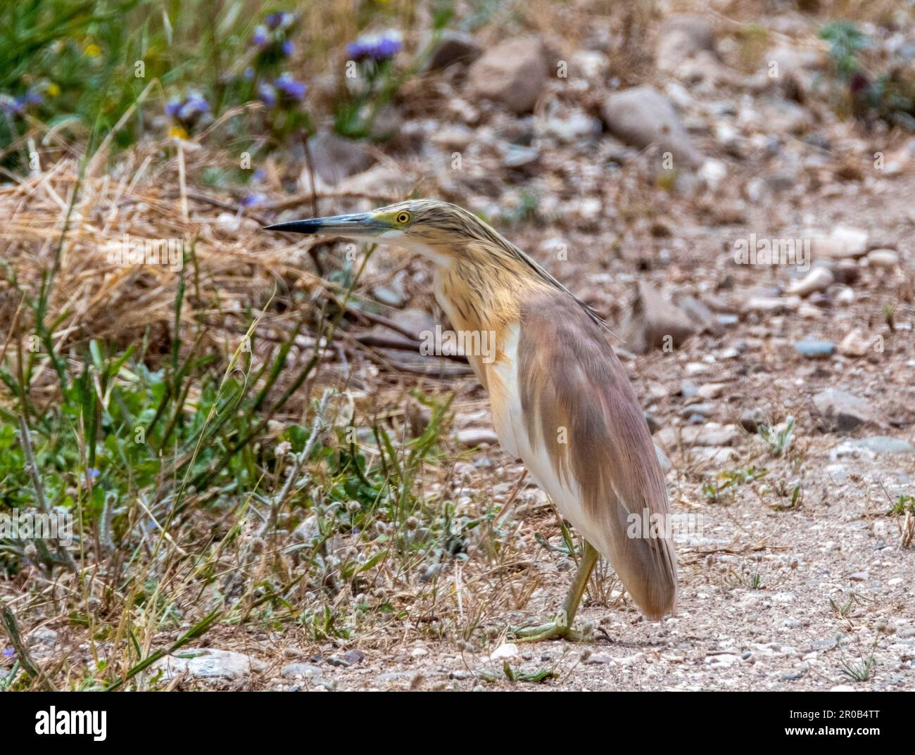 Squacco Heron (Ardeola ralloides), in natürlichem Lebensraum, Agia Vavara, Zypern Stockfoto