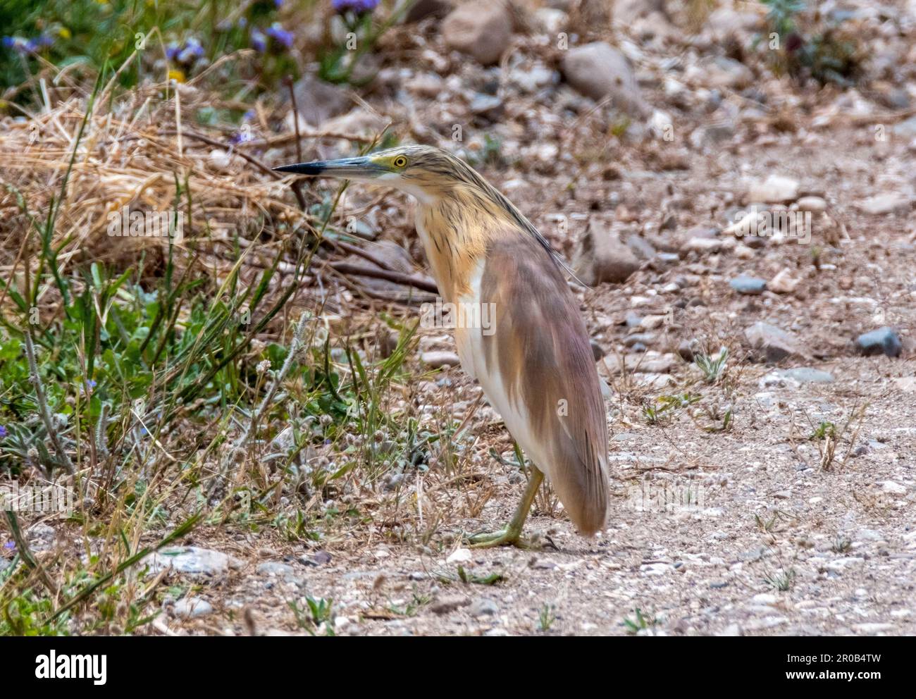 Squacco Heron (Ardeola ralloides), in natürlichem Lebensraum, Agia Vavara, Zypern Stockfoto
