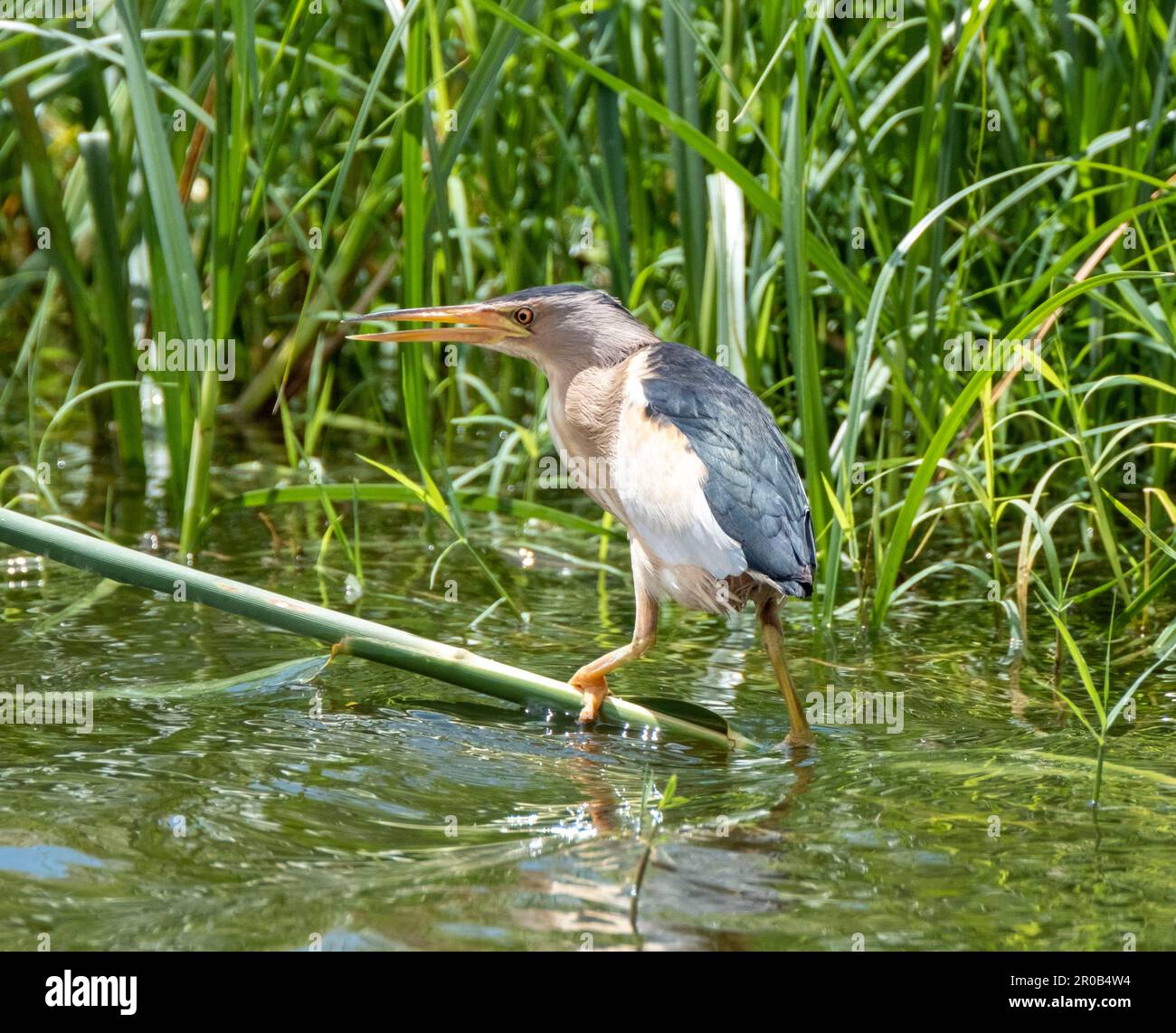 Männlicher kleiner Bittern, Ixobrychus minutus, der sich in einem natürlichen Lebensraum befindet, Agia Vavara, Zypern. Stockfoto