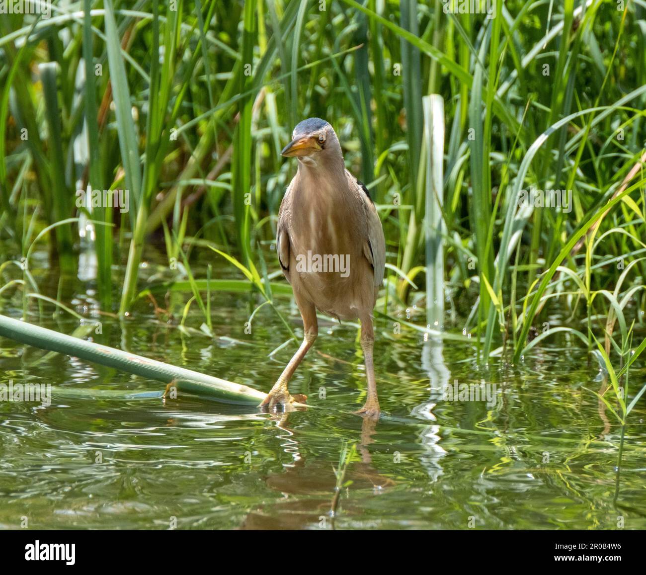 Männlicher kleiner Bittern, Ixobrychus minutus, der sich in einem natürlichen Lebensraum befindet, Agia Vavara, Zypern. Stockfoto
