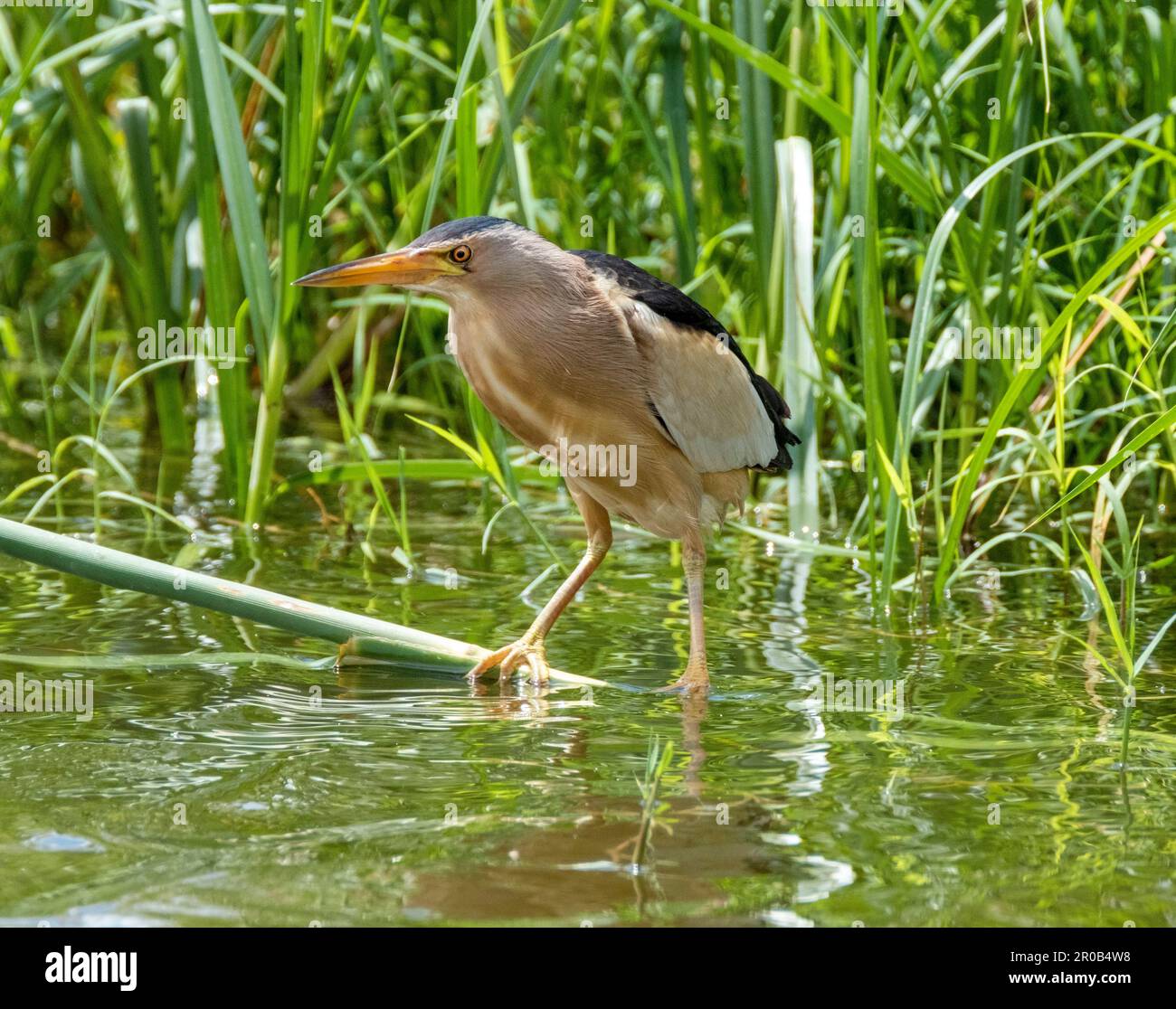 Agia vavara -Fotos und -Bildmaterial in hoher Auflösung – Alamy