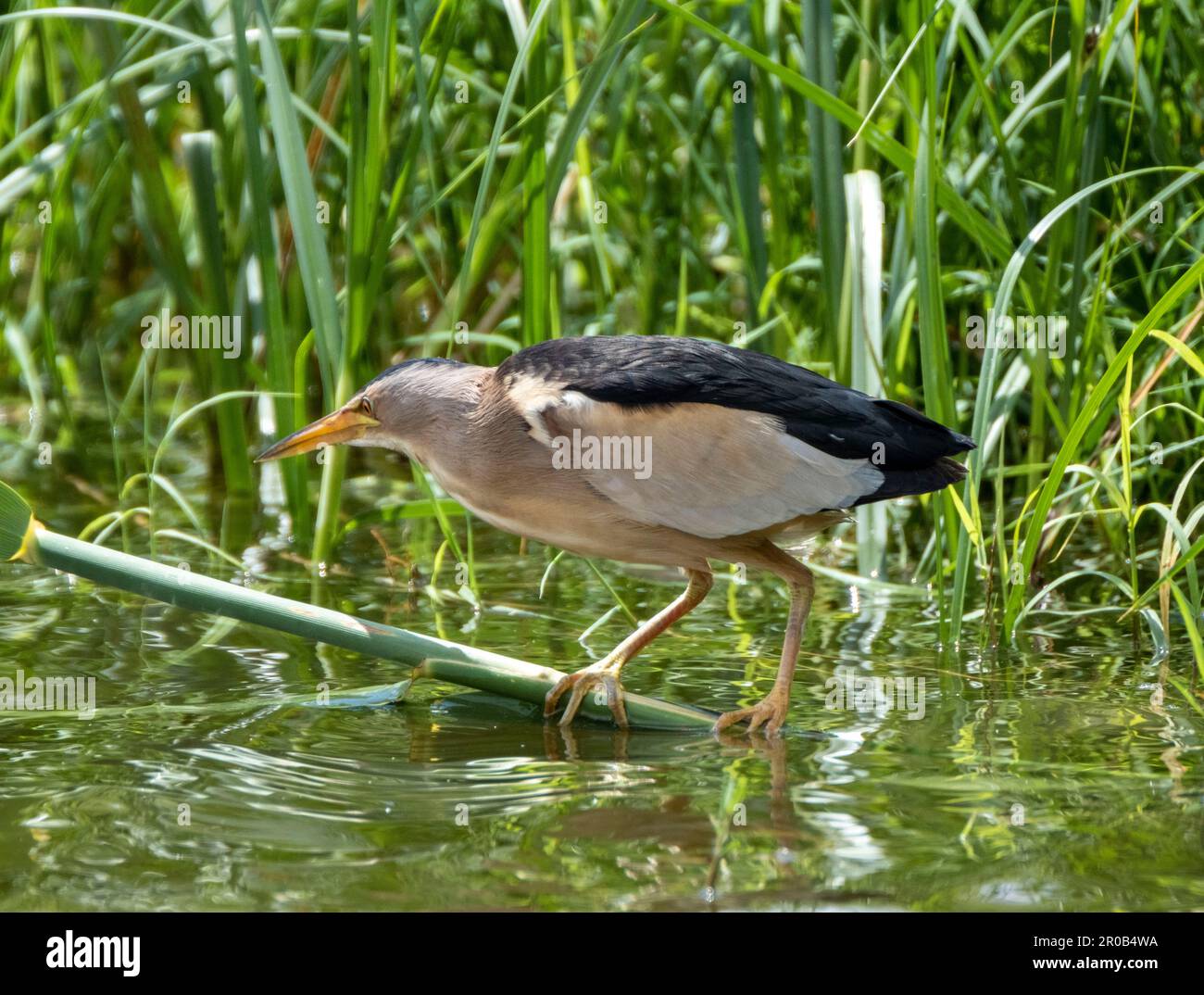 Männlicher kleiner Bittern, Ixobrychus minutus, der sich in einem natürlichen Lebensraum befindet, Agia Vavara, Zypern. Stockfoto