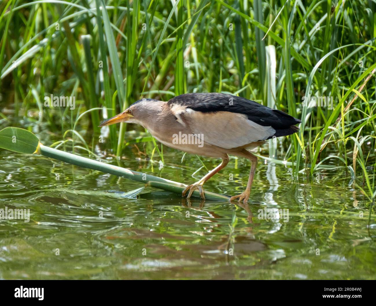 Männlicher kleiner Bittern, Ixobrychus minutus, der sich in einem natürlichen Lebensraum befindet, Agia Vavara, Zypern. Stockfoto