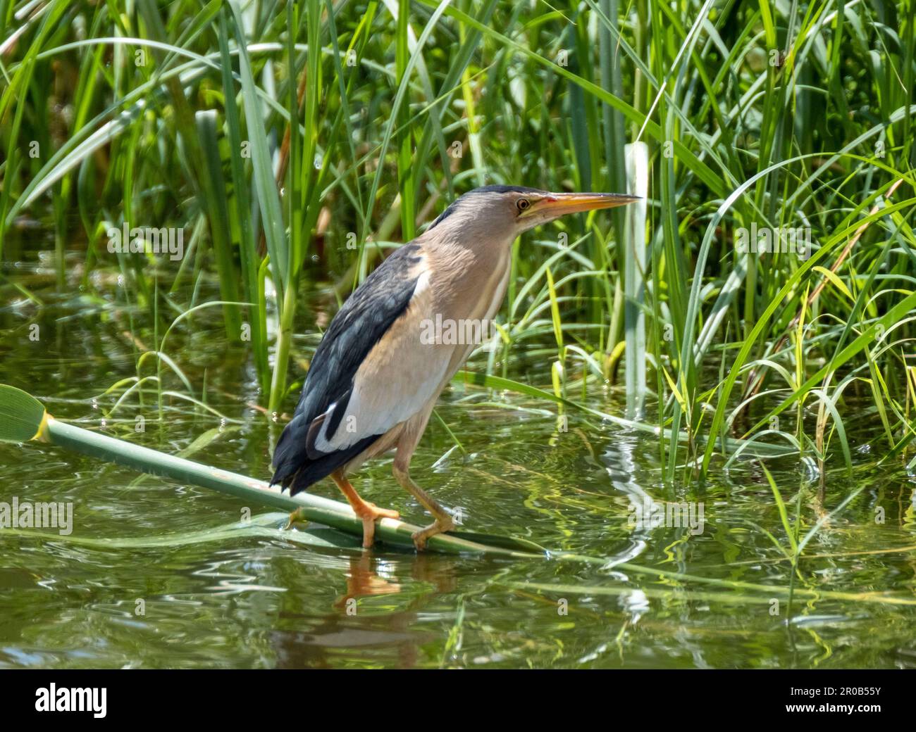 Männlicher kleiner Bittern, Ixobrychus minutus, der sich in einem natürlichen Lebensraum befindet, Agia Vavara, Zypern. Stockfoto