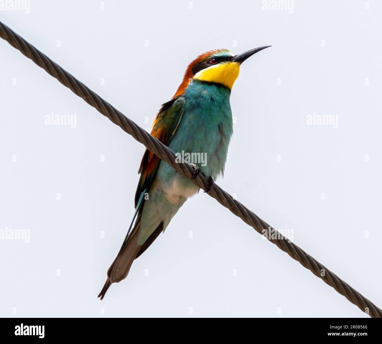 Farbenfroher europäischer Bienenfresser (Merops apiaster) auf Stromleitungen in der Nähe von Agai Vavara, Zypern Stockfoto