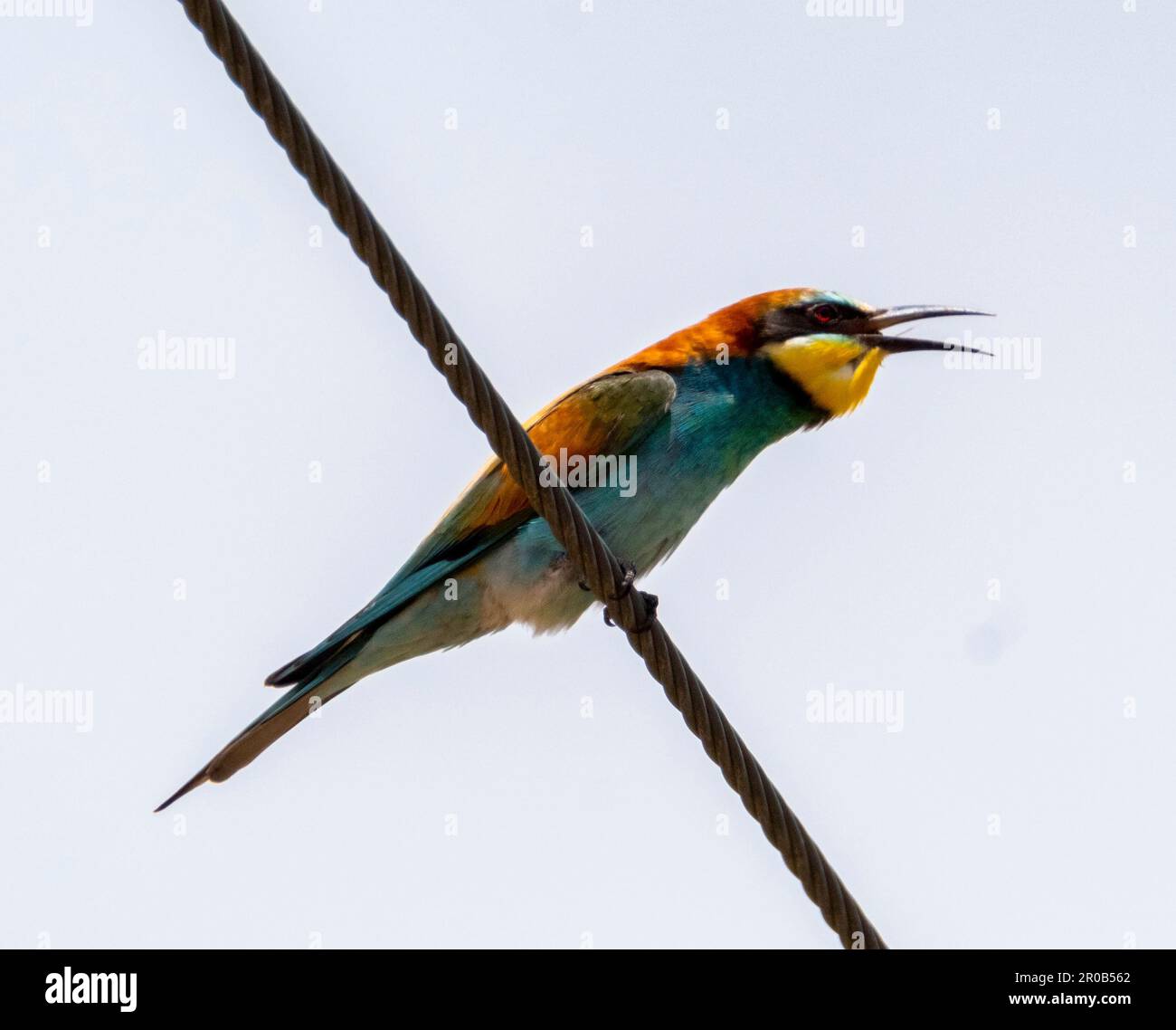 Farbenfroher europäischer Bienenfresser (Merops apiaster) auf Stromleitungen in der Nähe von Agai Vavara, Zypern Stockfoto