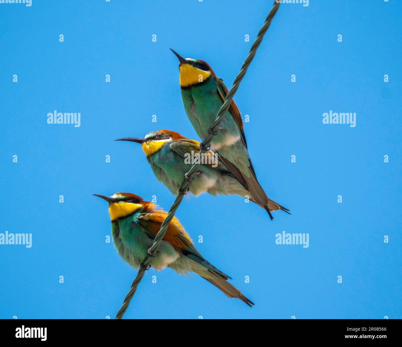 Farbenfrohe europäische Bienenfresser (Merops apiaster) auf Stromleitungen in der Nähe von Agai Vavara, Zypern Stockfoto