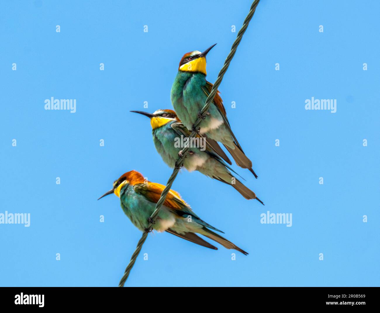 Farbenfrohe europäische Bienenfresser (Merops apiaster) auf Stromleitungen in der Nähe von Agai Vavara, Zypern Stockfoto