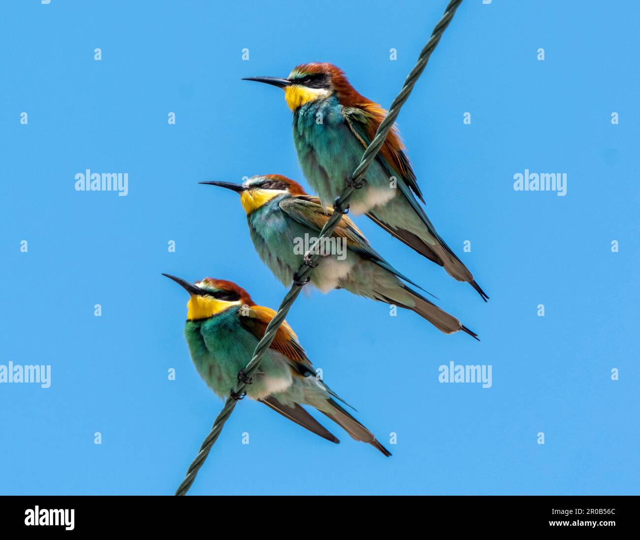 Farbenfrohe europäische Bienenfresser (Merops apiaster) auf Stromleitungen in der Nähe von Agai Vavara, Zypern Stockfoto