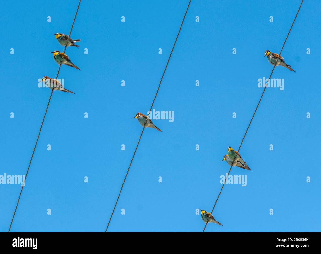 Farbenfrohe europäische Bienenfresser (Merops apiaster) auf Stromleitungen in der Nähe von Agai Vavara, Zypern Stockfoto