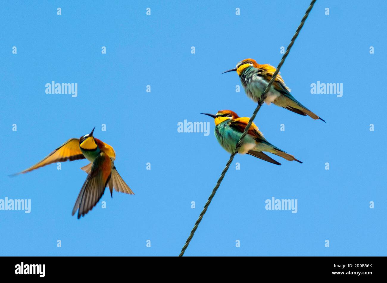 Farbenfrohe europäische Bienenfresser (Merops apiaster) auf Stromleitungen in der Nähe von Agai Vavara, Zypern Stockfoto