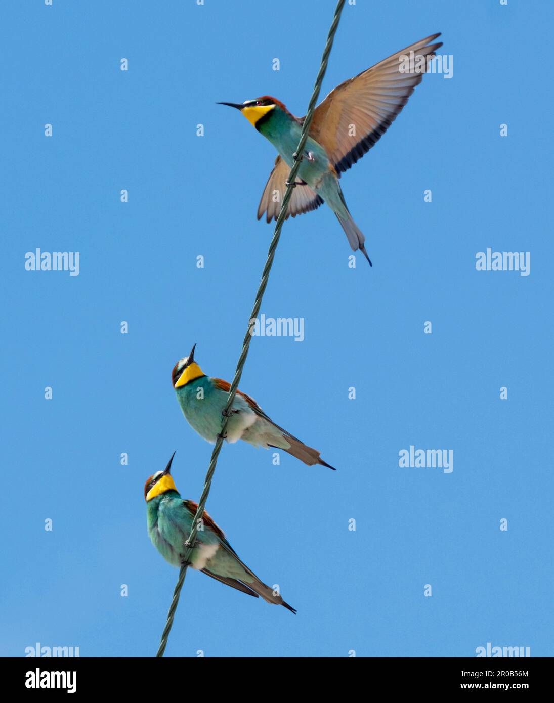 Farbenfrohe europäische Bienenfresser (Merops apiaster) auf Stromleitungen in der Nähe von Agai Vavara, Zypern Stockfoto