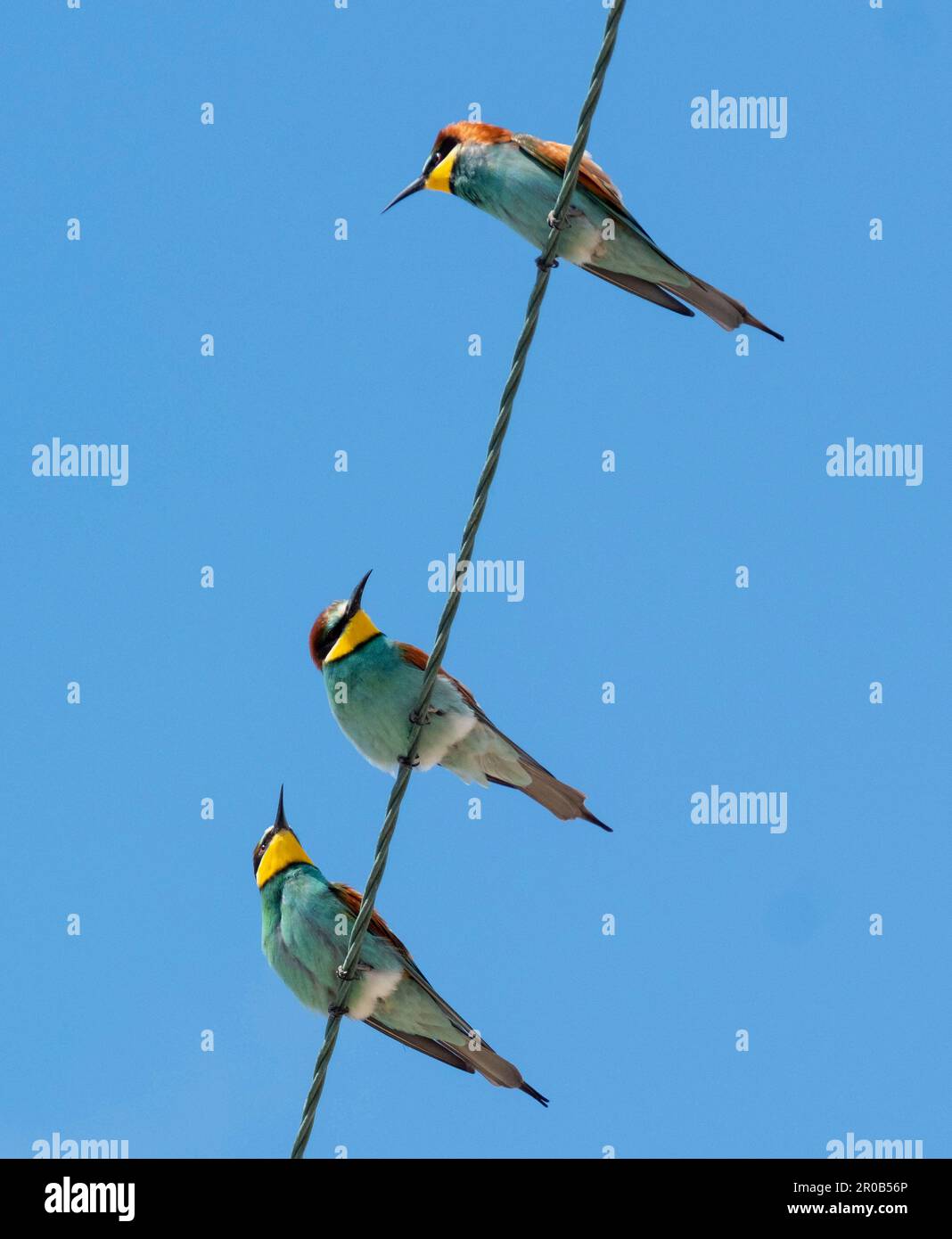Farbenfrohe europäische Bienenfresser (Merops apiaster) auf Stromleitungen in der Nähe von Agai Vavara, Zypern Stockfoto