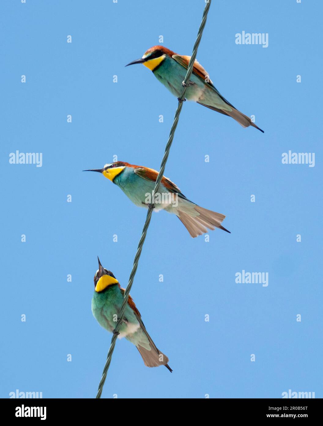 Farbenfrohe europäische Bienenfresser (Merops apiaster) auf Stromleitungen in der Nähe von Agai Vavara, Zypern Stockfoto