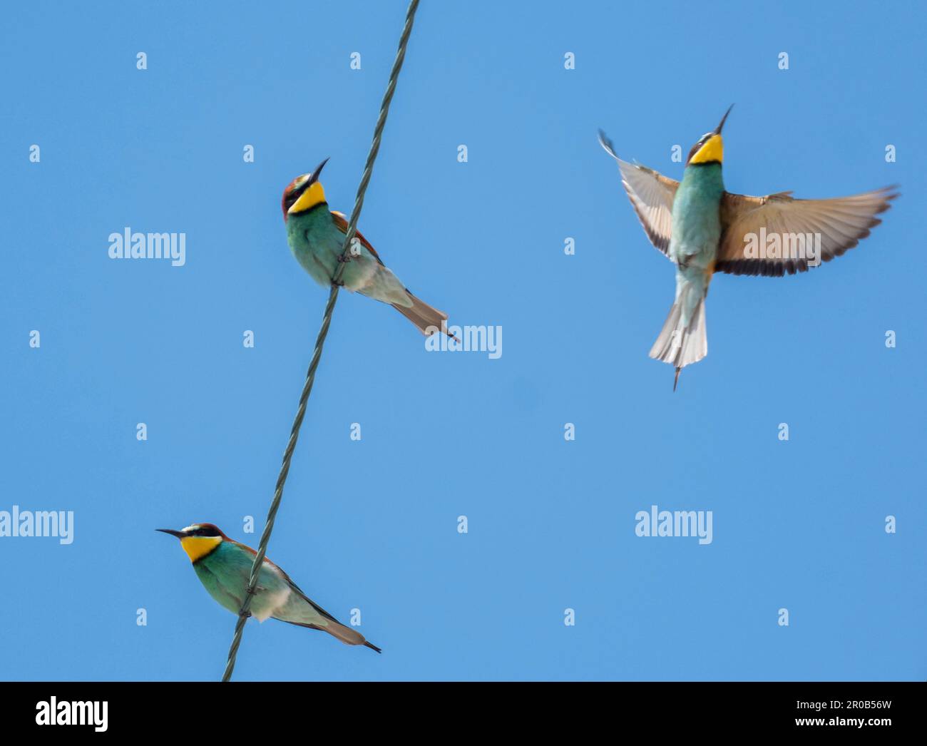 Farbenfrohe europäische Bienenfresser (Merops apiaster) auf Stromleitungen in der Nähe von Agai Vavara, Zypern Stockfoto