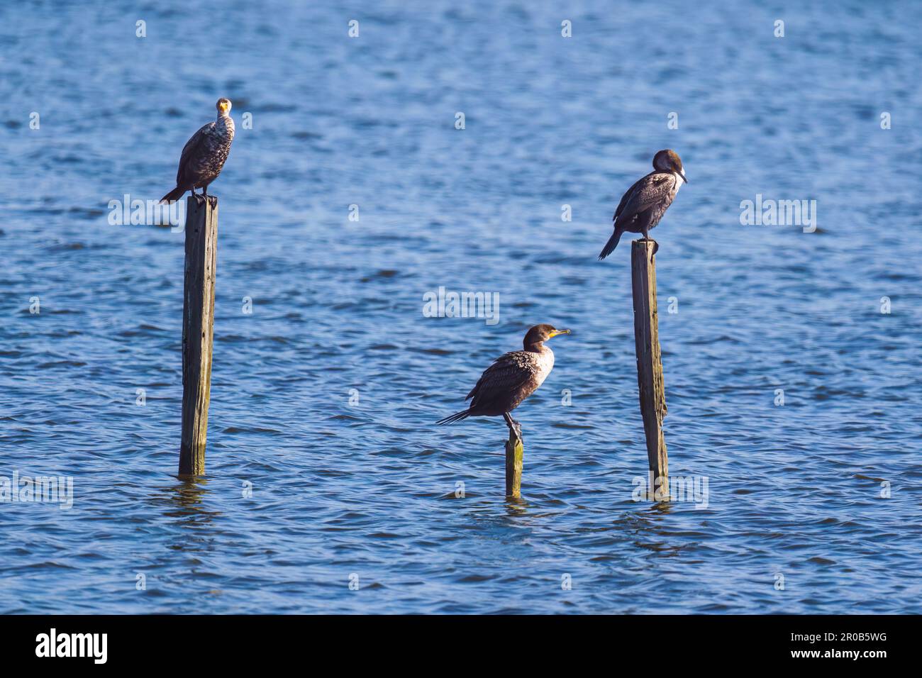 Kormorane sitzen auf einem Holzpfahl in der Mitte des Sees. Oso Flaco Lake, Kalifornische Zentralküste Stockfoto