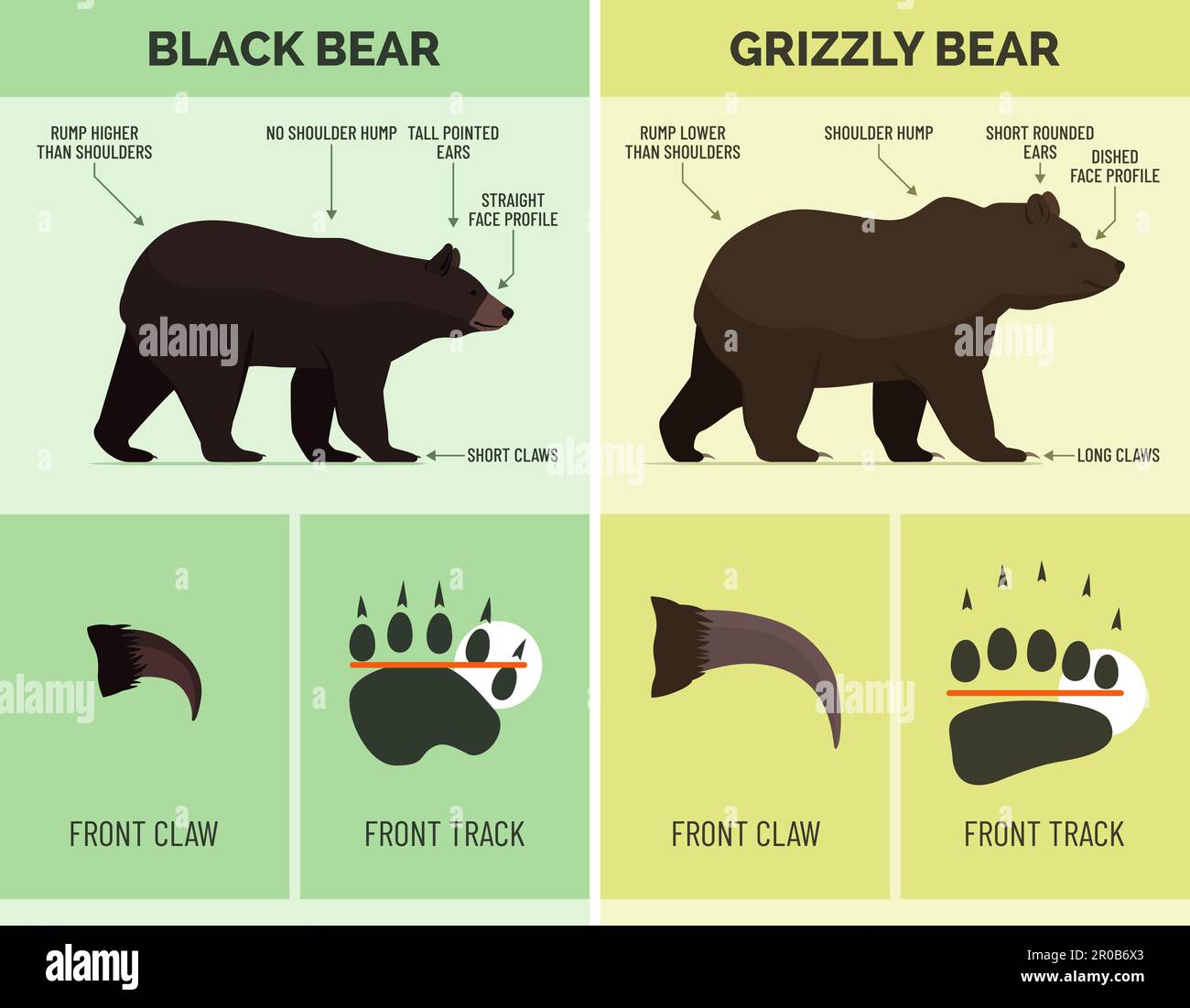 So erkennen Sie Schwarzbären und Grizzlybären, Infografik zur Tierwelt Stock Vektor