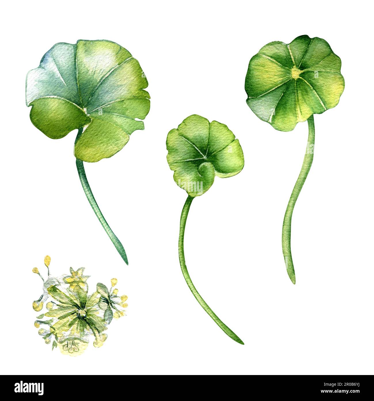 Centella asiatica Aquarelldarstellung isoliert auf Weiß. Pennywort, gotu-kola-Kräuterpflanzen, von Hand gezogene Cola. Entwurfselement für Paket, Etikett, A Stockfoto