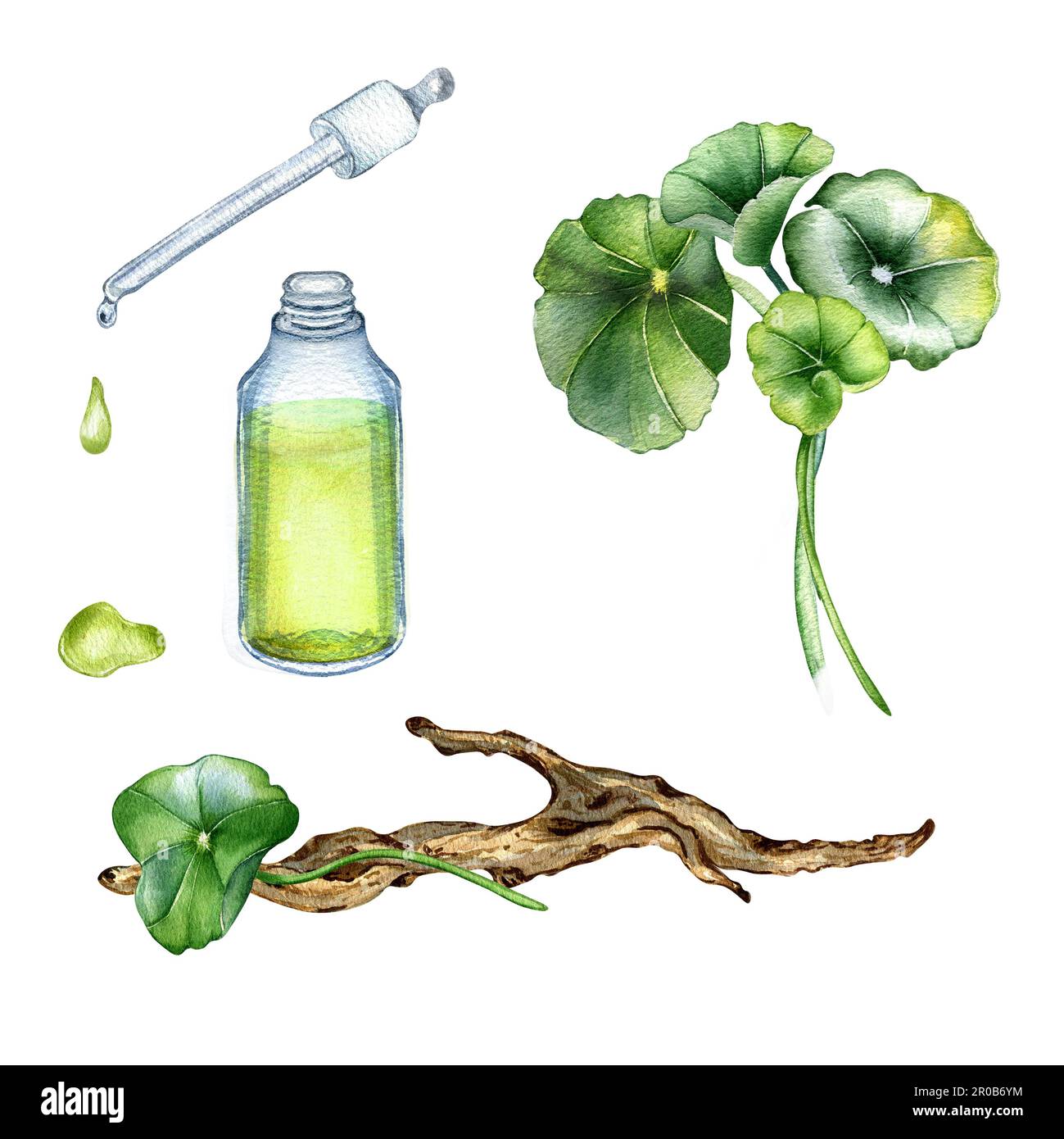 Centella asiatica, ätherische Öle, Holzzweig, wasserfarbenes Bild, isoliert auf weiß. Pennywort, gotu kola Kräuterpflanzen, Cola, Treibholz Hand d Stockfoto