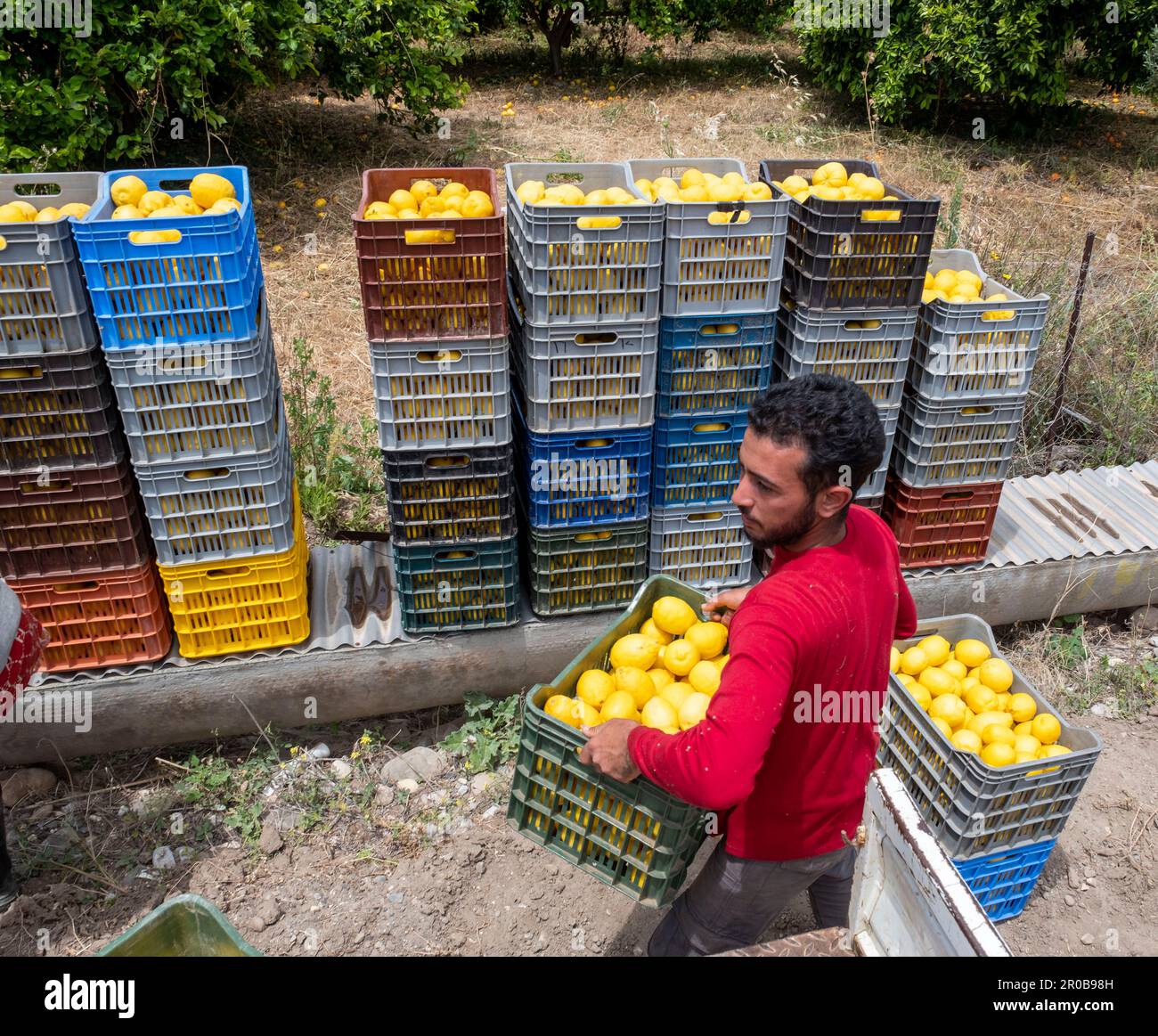 Arbeiter, die Zitronen aus einem Zitrushain in Agia Vavara, Region Paphos, Zypern ernten Stockfoto