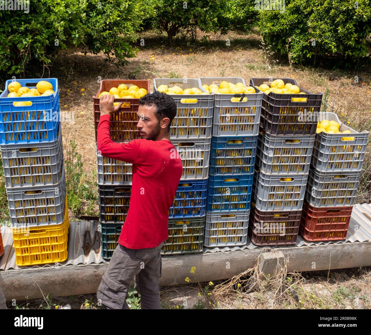 Arbeiter, die Zitronen aus einem Zitrushain in Agia Vavara, Region Paphos, Zypern ernten Stockfoto