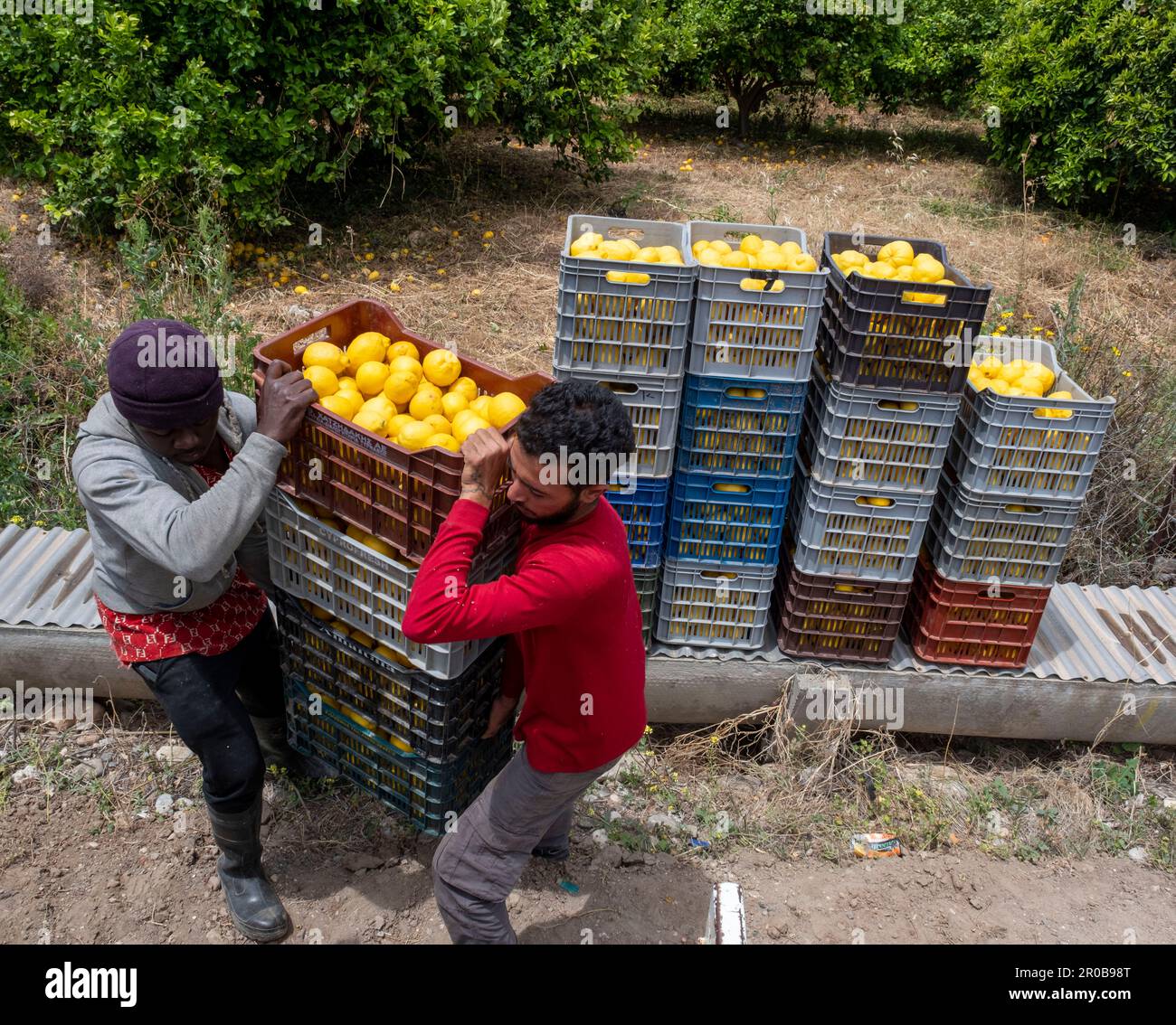 Arbeiter, die Zitronen aus einem Zitrushain in Agia Vavara, Region Paphos, Zypern ernten Stockfoto
