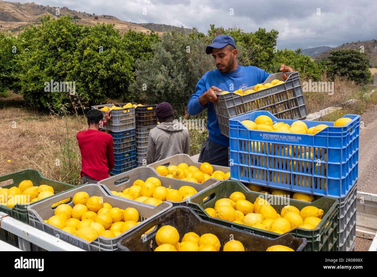 Arbeiter, die Zitronen aus einem Zitrushain in Agia Vavara, Region Paphos, Zypern ernten Stockfoto