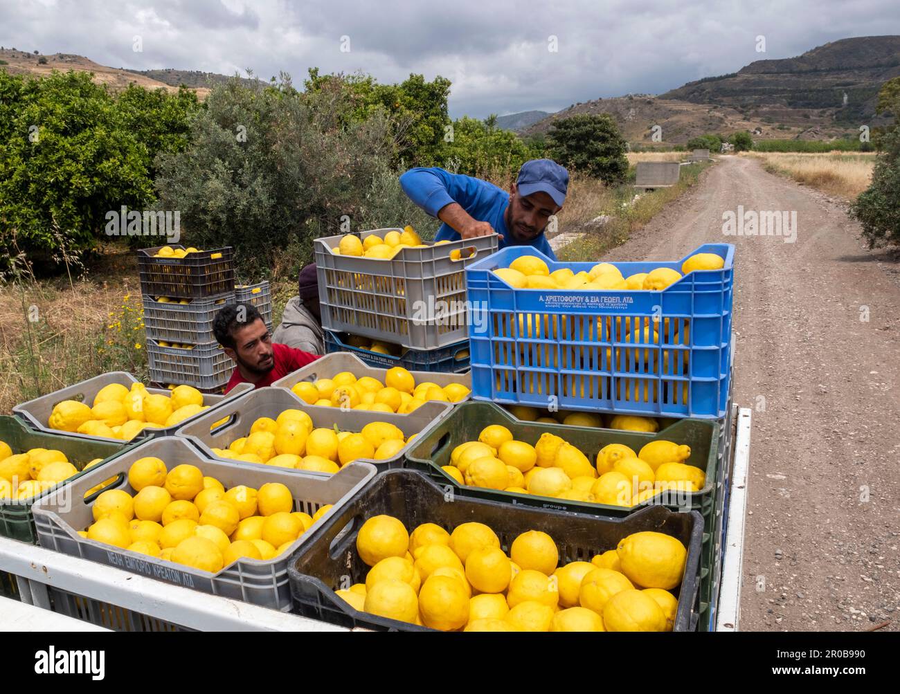 Arbeiter, die Zitronen aus einem Zitrushain in Agia Vavara, Region Paphos, Zypern ernten Stockfoto