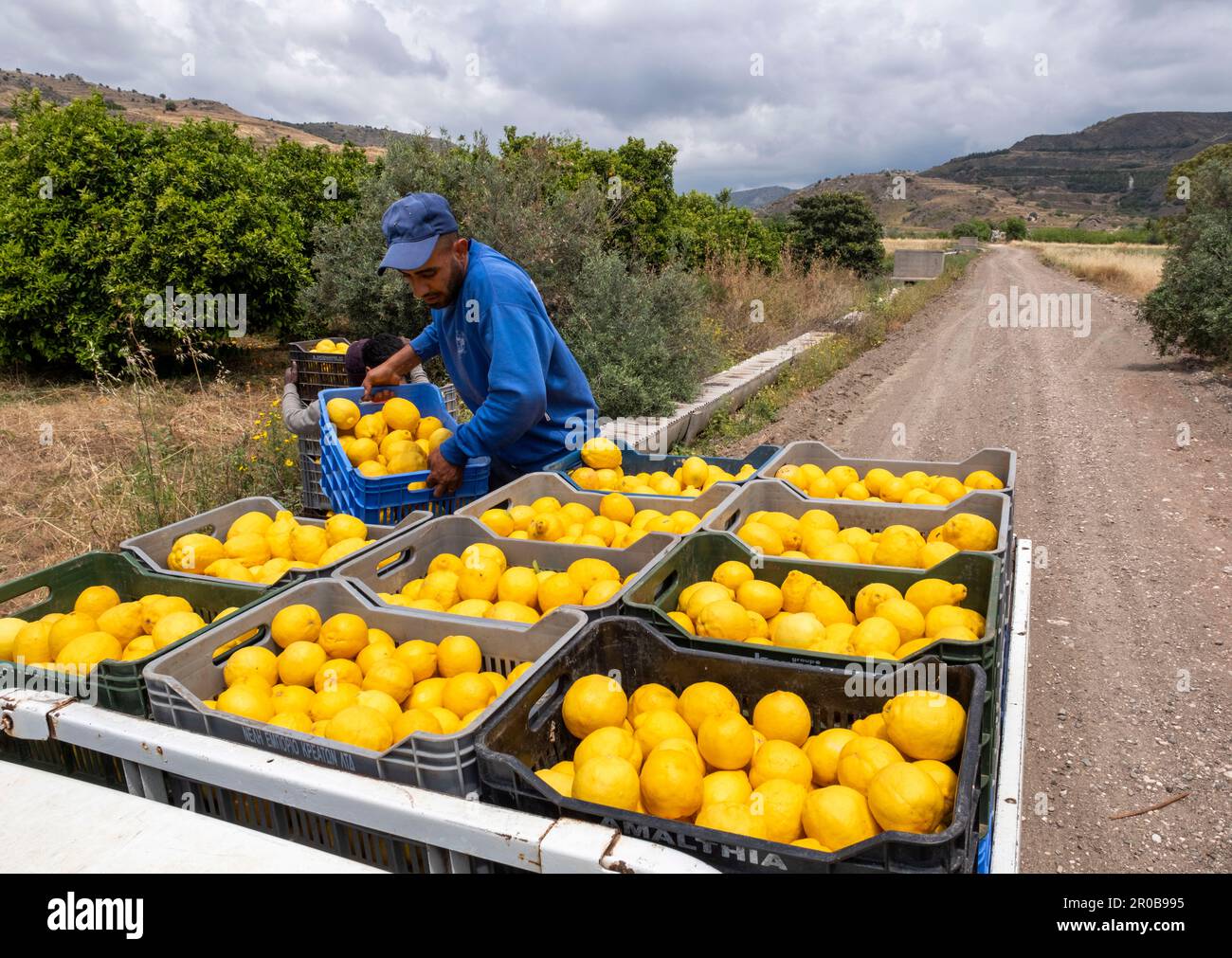 Cyprofresh frucht -Fotos und -Bildmaterial in hoher Auflösung – Alamy
