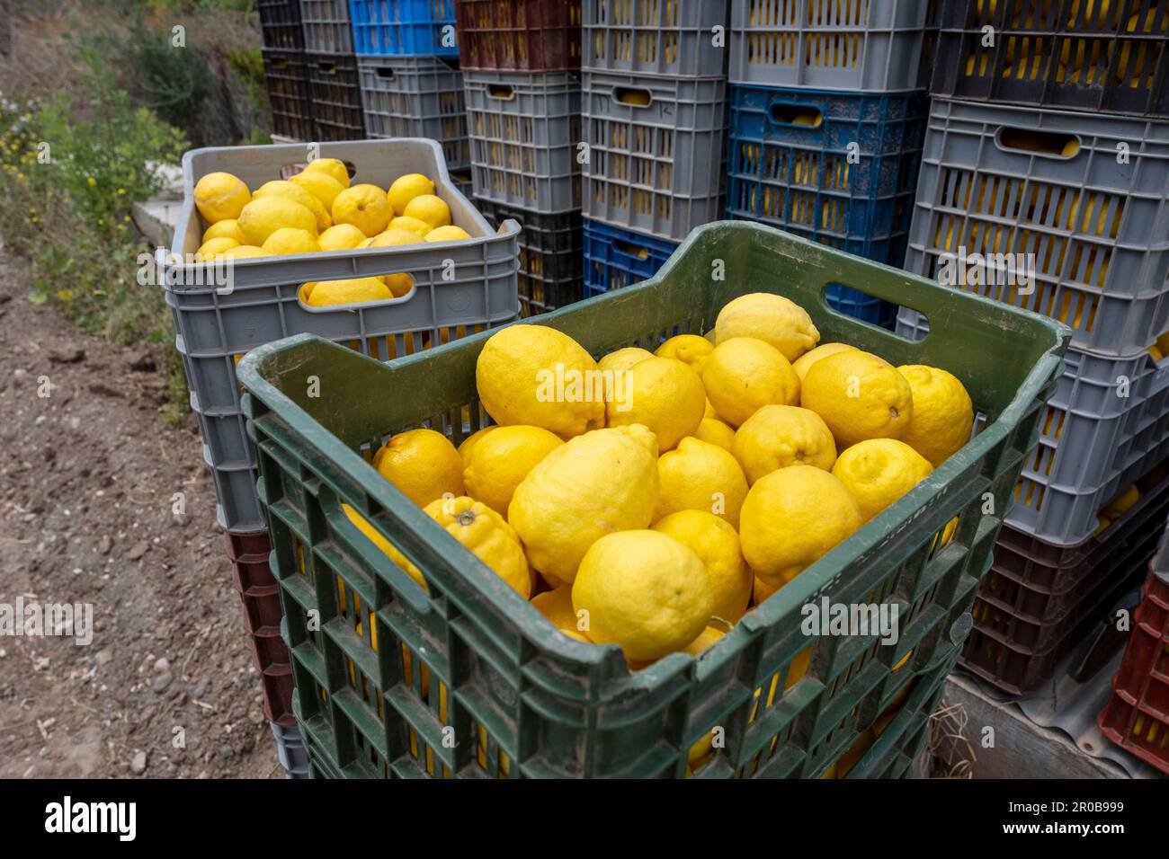 Arbeiter, die Zitronen aus einem Zitrushain in Agia Vavara, Region Paphos, Zypern ernten Stockfoto