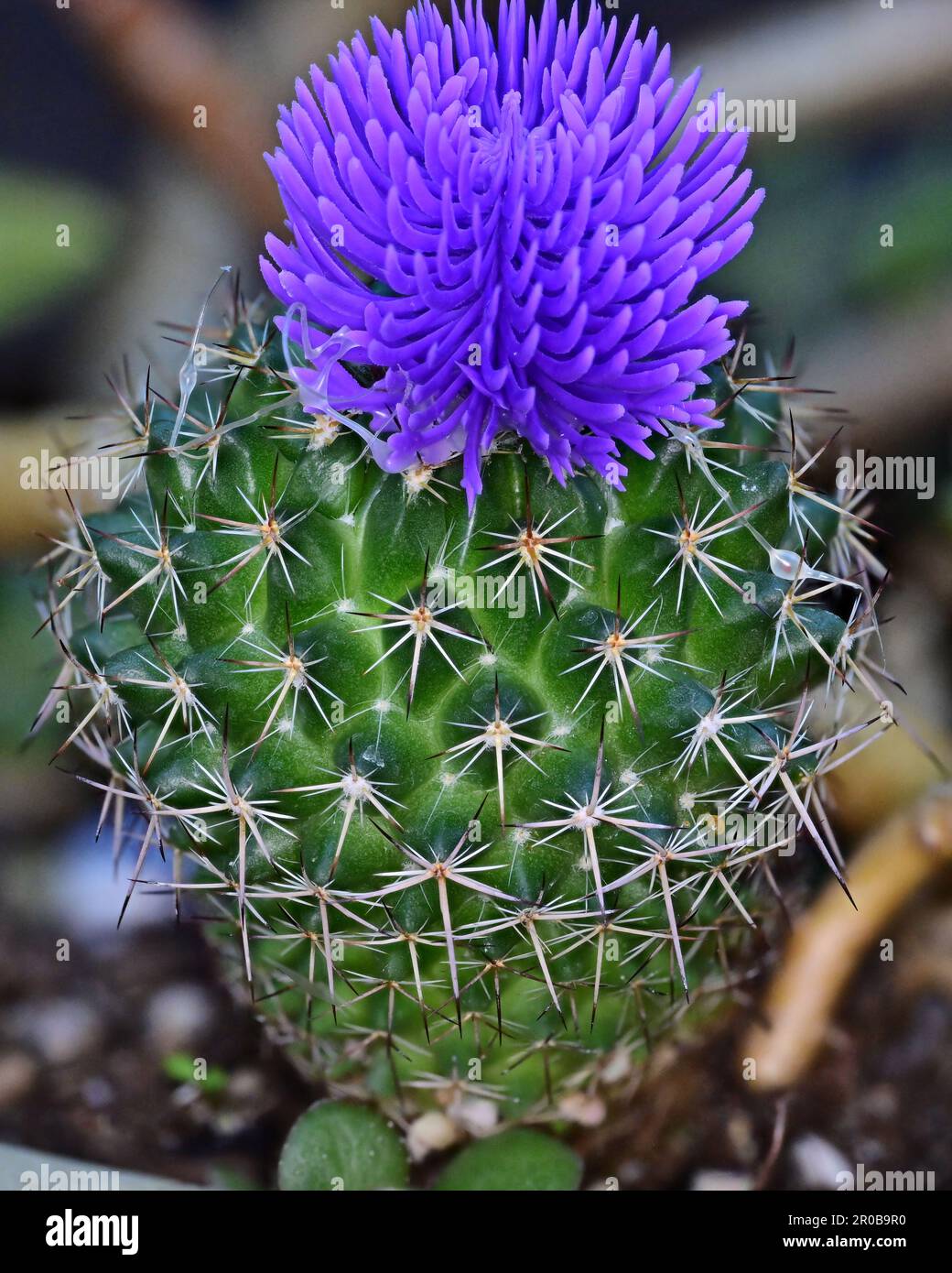 Eine Nahaufnahme einer lila Kaktusblume in einem Topf Stockfotografie -  Alamy