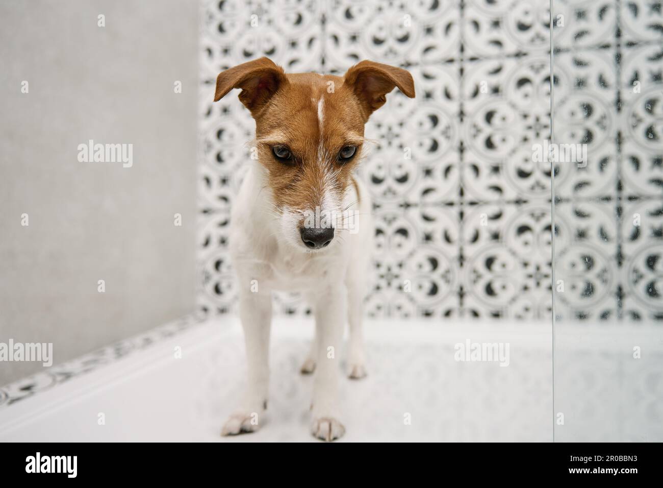 Süßer Hund in der Duschkabine. Haustier-Wasch-Konzept. Lifestyle-Porträt von Haustieren Stockfoto