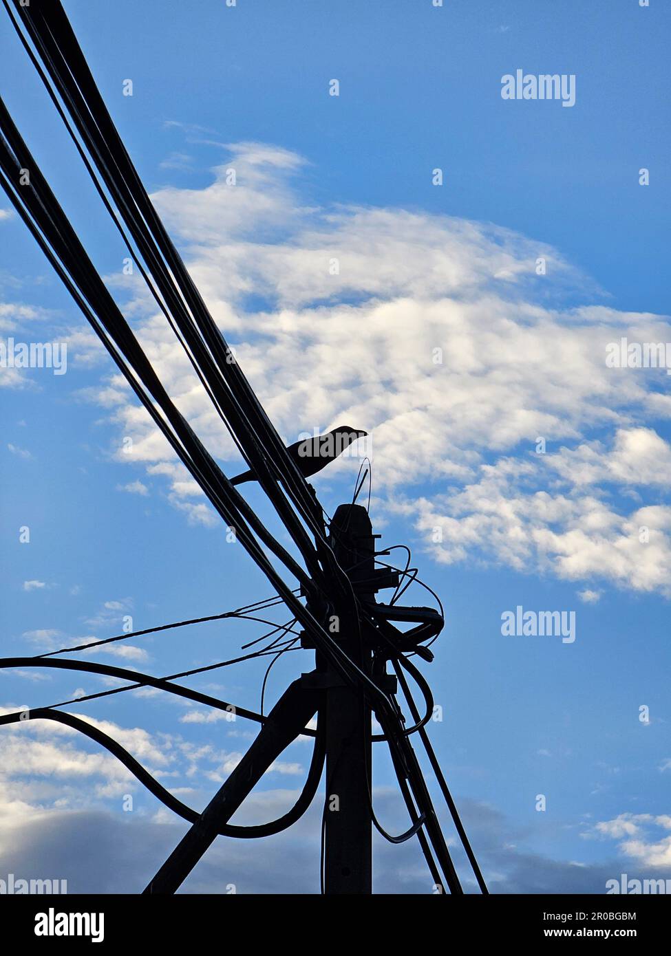 Die Silhouette einer Krähe, die auf dem Seil am Himmel sitzt. Vogel auf den Kabeln. Vogel auf einem Elektromast Stockfoto