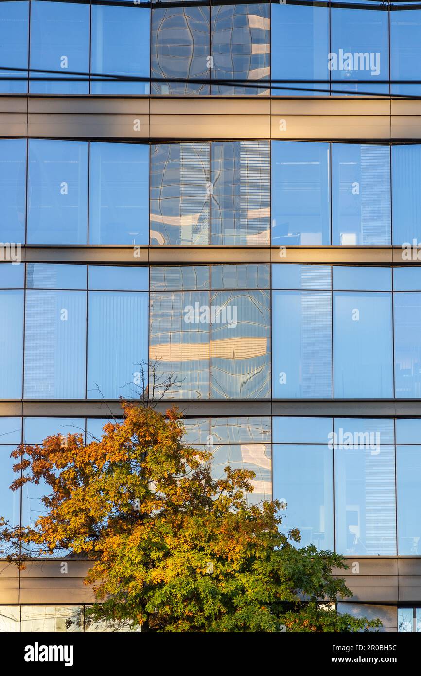 Baum in Herbstfarben vor einem Gebäude mit blauen Fenstern. Brüssel. Stockfoto