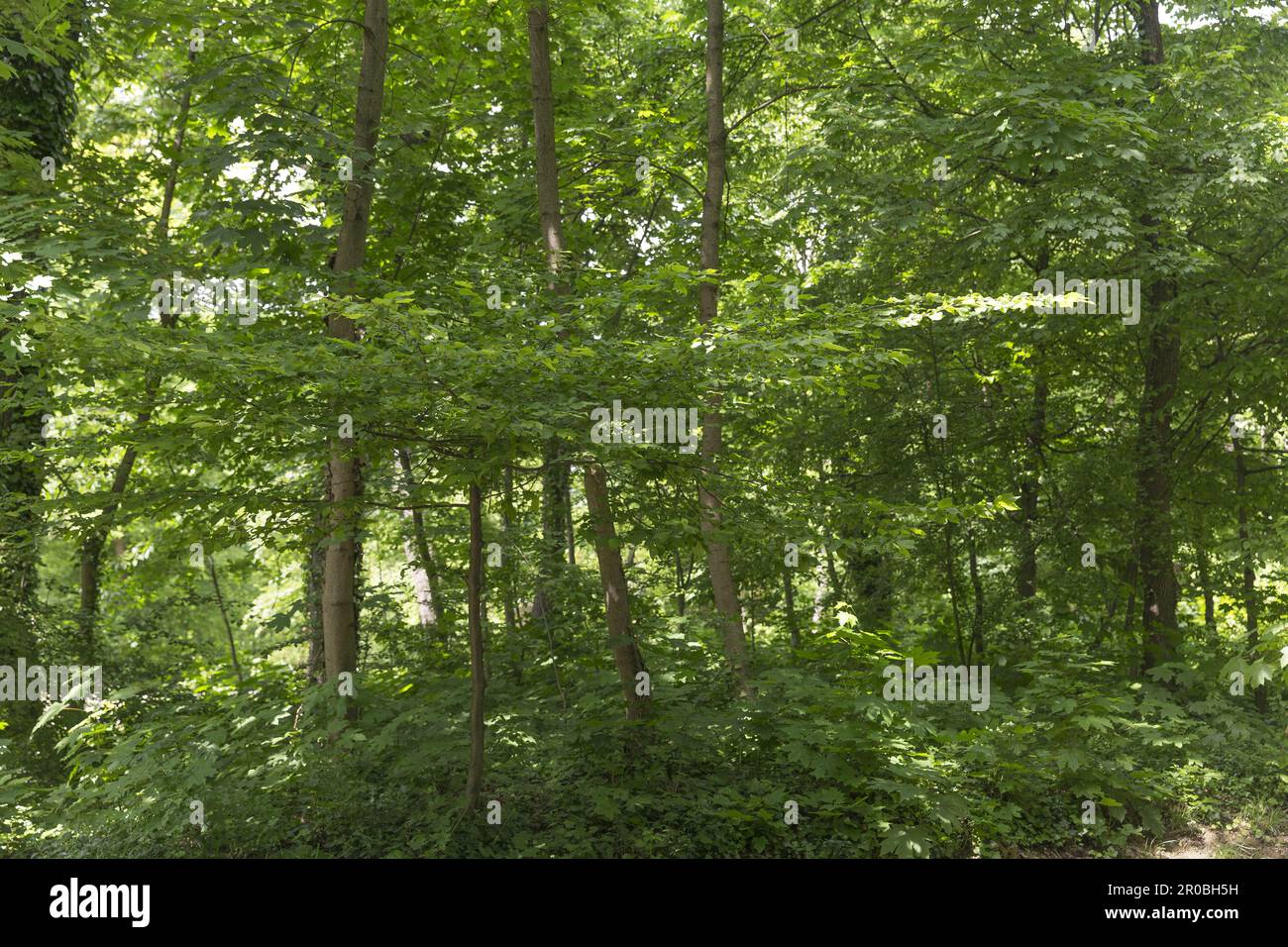 Junge Bäume im Wald Stockfoto