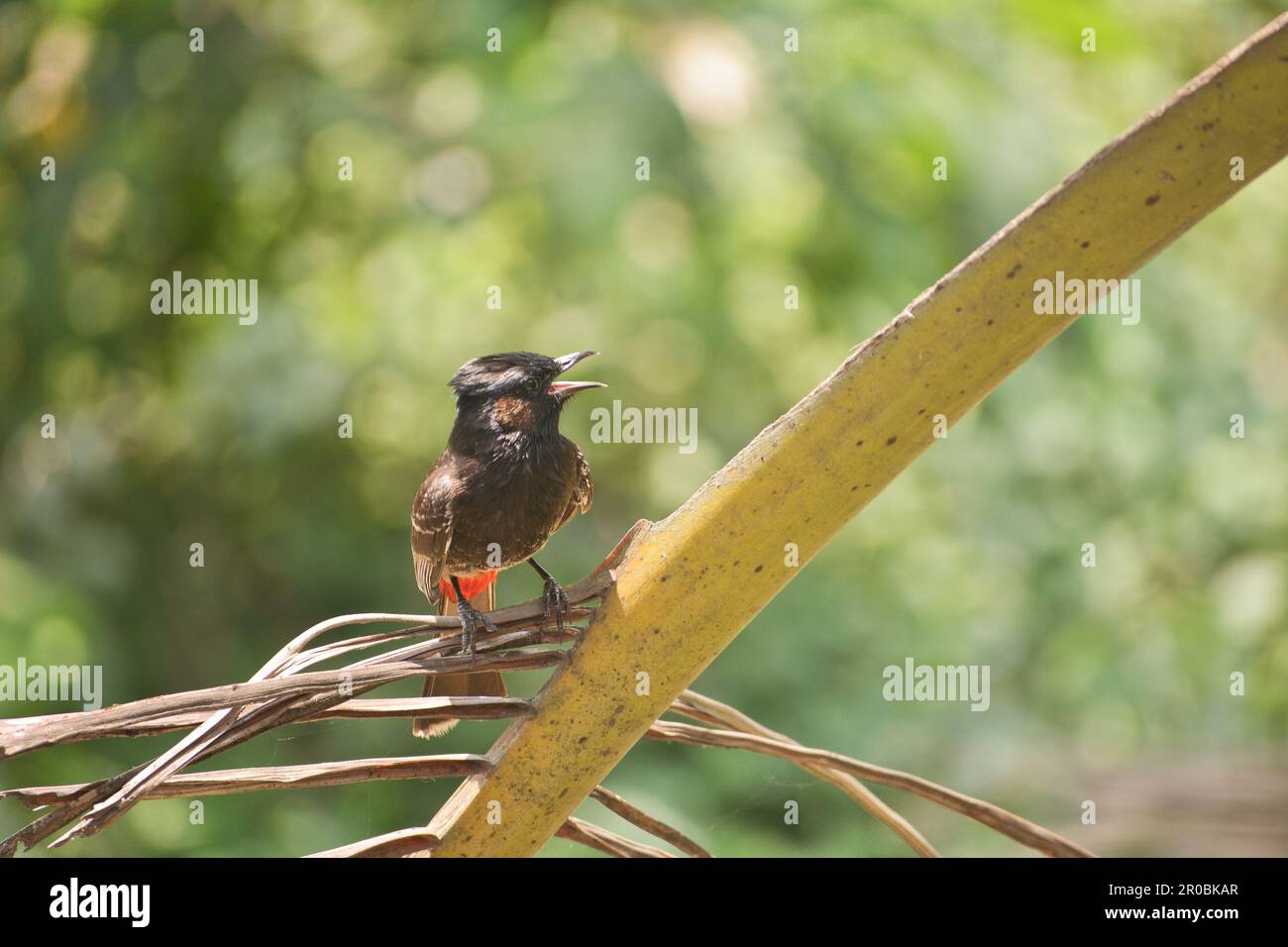 Rotes Bülbül-Vogelfoto. Stockfoto