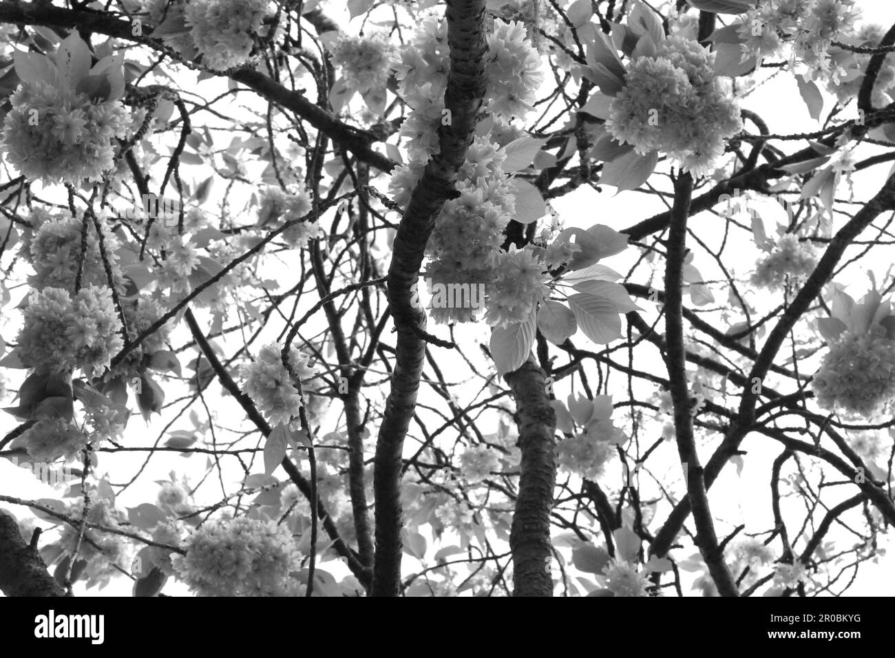 Blühender Baum in Schwarz und Weiß Stockfoto