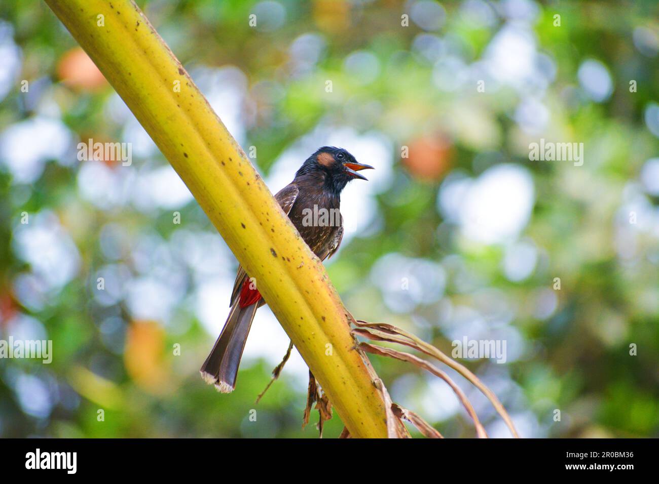 Rotes Bülbül-Vogelfoto. Stockfoto