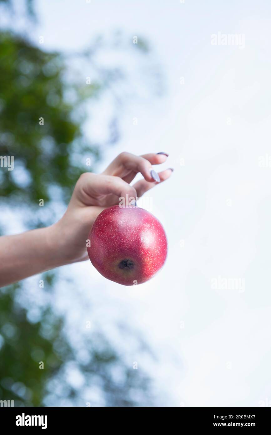 Nahaufnahme einer Frauenhand mit einem roten Apfel, Bayern, Deutschland Stockfoto
