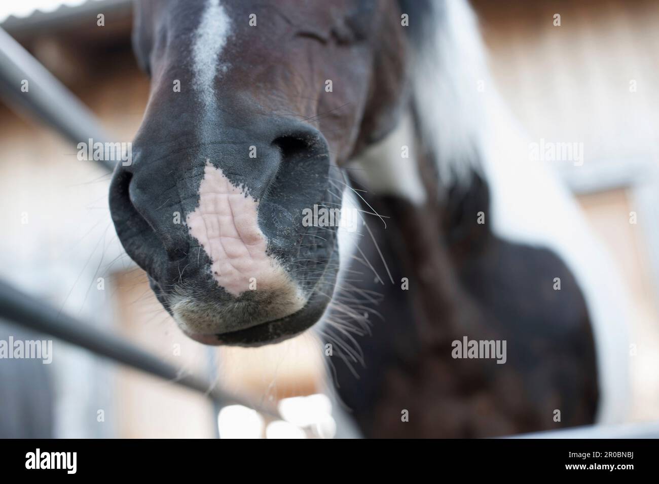 Nahaufnahme eines Pferdes in der Scheune, Bayern, Deutschland Stockfoto