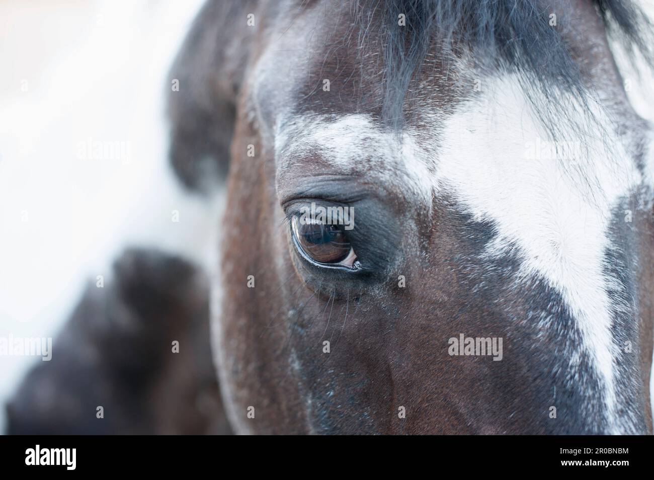 Extreme Nahaufnahme eines Pferdes, Bayern, Deutschland Stockfoto