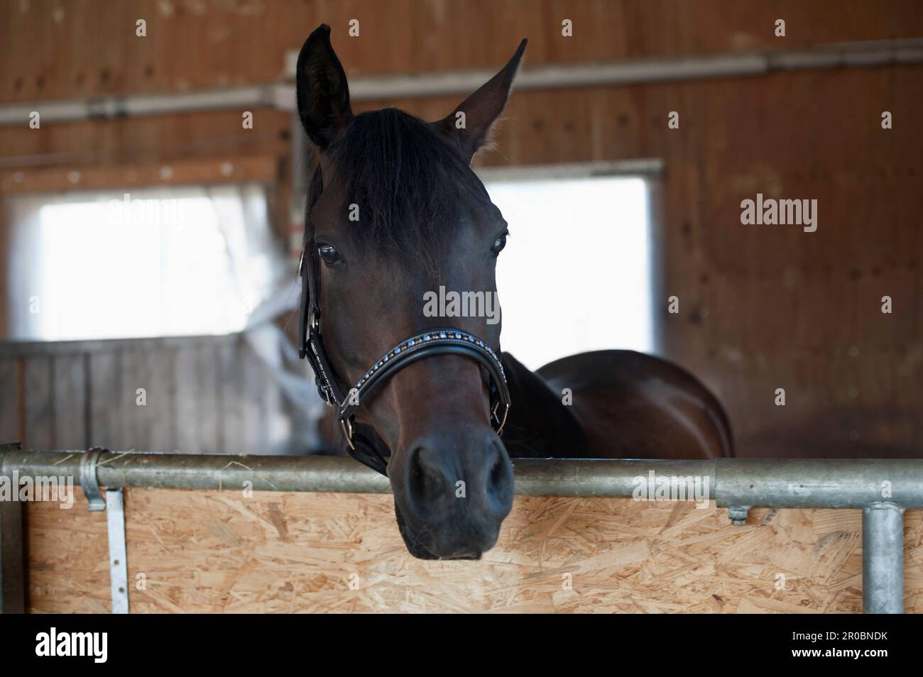 Nahaufnahme eines braunen Pferdes im Stall Bayern Stockfoto